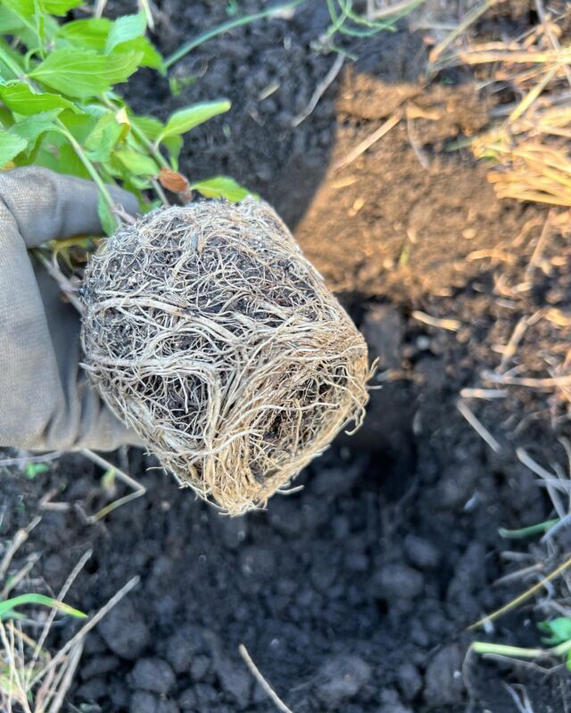 【根の状況を考える】
⁡
写真は市販の花苗を
ポットから取り出したところ。
⁡
新鮮味を失い茶色で窮屈そう🥲

種から発芽したばかりの根や
新しい根は真っ白です。

⁡
よく、花苗や観葉植物に
お水をあげてもすぐ乾く
または元気がない感じ？
⁡
と感じたら根がこの様になっている
可能性があります⚠︎
⁡
⁡
根はその長さ分の
深さのある土を求めます。
⁡
というより、
その深さ分と同じくらいの
地上部(茎の高さ)にしかなりません。
⁡
⁡
植木鉢などの場合はその深さ分に
茶色くなった根を切り落とし
新しい土に植え替えをすると
今の季節なら数日で新しい根を出します。
⁡
夏場冬場は根が伸びづらいので
植え替えは秋のうちがおすすめです🍁
⁡
⁡
⁡
＿＿＿＿＿＿＿＿＿＿＿
⁡
▶︎10/6(金)13(金)20(金)27(金)
週末限定ダリアフェア
⁡
▶︎10/6(金)-9(祝月)
生花・ドライフラワー回収期間
⁡
＿＿＿＿＿＿＿＿＿＿＿
⁡
#根鉢
#根腐れ
#植え替え
⁡
⁡
